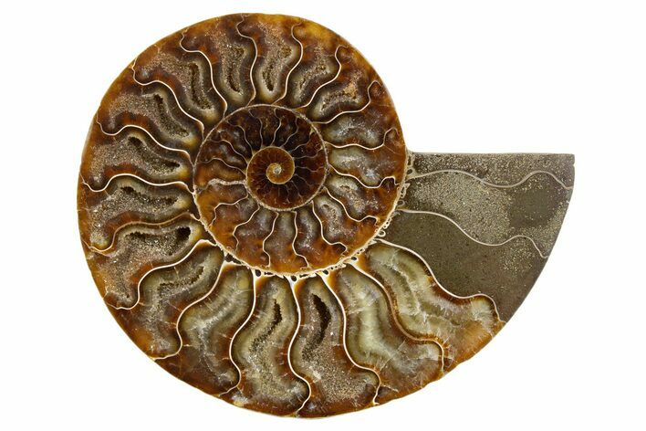 Cut & Polished Ammonite Fossil (Half) - Deep Crystal Pockets #345636